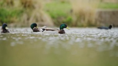 Slow Motion Mallard Duck (Anas Platyrhynchos), UK Water Birds on a Pond and Lake in Richmond Park, UK Birdlife and Wildlife in London, England, United Kingdom