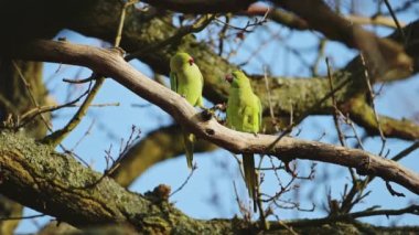 Ring Necked Parakeets Couple, a Pair of Two Exotic Tropical Birds Mating Rituals, Perching on a Tree Branch in Richmond Park, London, England, UK (aka Rose Ringed Parakeet, Indian Ringneck Parrot)