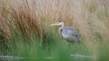Grey Heron (Ardea Cinerea), UK British Wildlife in Richmond Park, Standing in a Lake in London, England, United Kingdom