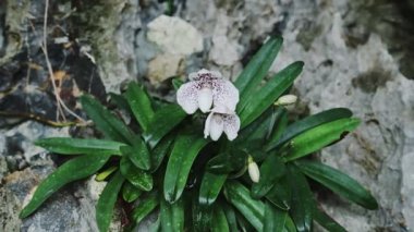 Orchid Flower in Thailand, Endemic Species of Ang Thong Ladys Slipper Orchid (Paphiopedilum Ang Thong), a Tropical Plant and Flower Growing on a Rock at Ang Thong National Marine Park