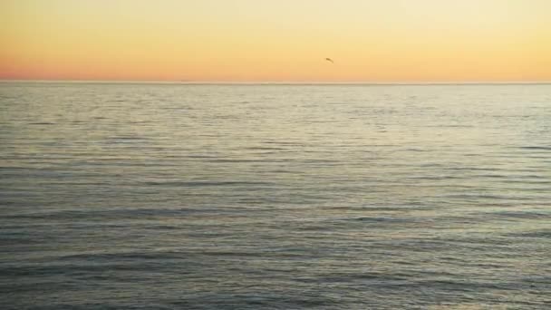 Bird Flying Orange Sunset Ocean Background Calm Sea Water Horizon — стоковое видео