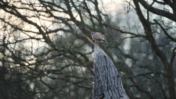 Common Kestrel Bird Prey Perched Perching Tree Branch Wildlife Richmond — Αρχείο Βίντεο