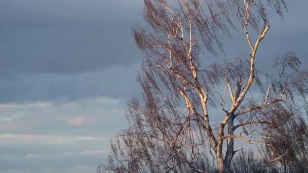 Silver Birch Tree Swaying Wind Close Beautiful Golden Warm Sunlight — Wideo stockowe