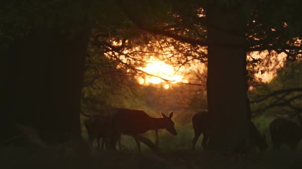 Wildlife Herd Female Red Deer Walking Richmond Park Sunset Amazing — ストック動画