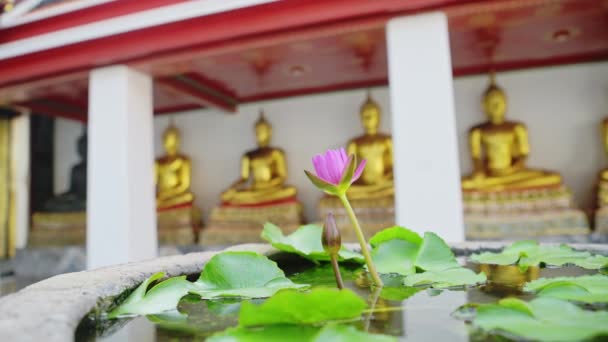 Pink Purple Lotus Flower Gold Buddhist Buddha Statues Detail Bangkok — Vídeo de Stock