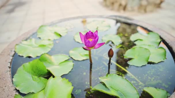 Pink Purple Lotus Flower Buddhist Temple Detail Bangkok Thailand Temple — Stockvideo