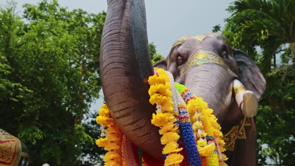 Elephant Statue Colourful Prayer Flower Offerings Chiang Mai Buddhist Temple — ストック動画