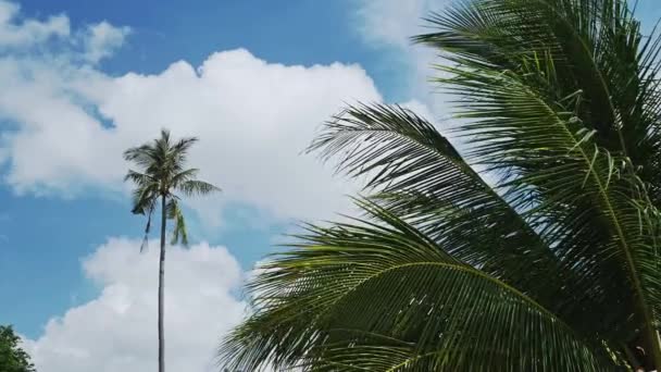 Green Palm Trees Clear Blue Sky Lamai Beach Koh Samui — ストック動画