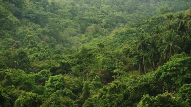 Thailand Tropical Scenery Green Rainforest Landscape Amazing Nature Palm Trees — стокове відео