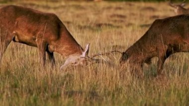 Slow motion of Male Red Deer Stag (cervus elaphus) during deer rut, rutting and clashing antlers, British wildlife in Richmond Park scenery in London, England