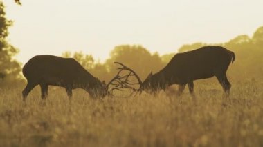 Male Red Deer Stag (cervus elaphus) during deer rut, rutting and clashing antlers and hitting heads at orange sunset in beautiful golden sun light, British wildlife in England, UK