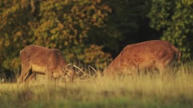 Male Red Deer Stag (cervus elaphus) during deer rut, rutting and clashing antlers and hitting heads at sunset in beautiful golden sun light, British wildlife in England, UK