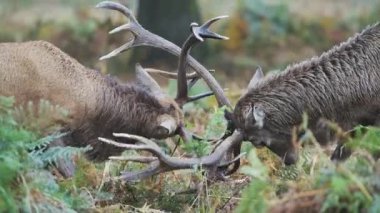 Male Red Deer Stag (cervus elaphus) during deer rut, rutting and clashing antlers and heads, British wildlife England, UK