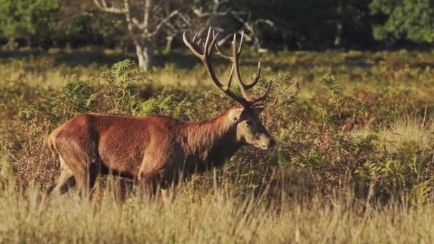 Slow Motion Male Red Deer Stag Cervus Elaphus Deer Rut — Stok Video