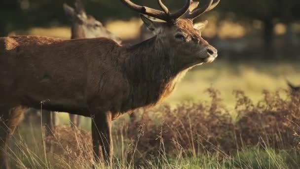 Male Red Deer Stag Cervus Elaphus Deer Rut Sunset Beautiful — Video