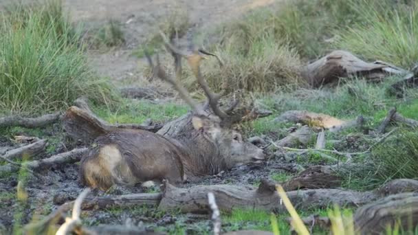 Male Red Deer Stag Cervus Elaphus Cooling Rolling Mud Hot — Stockvideo