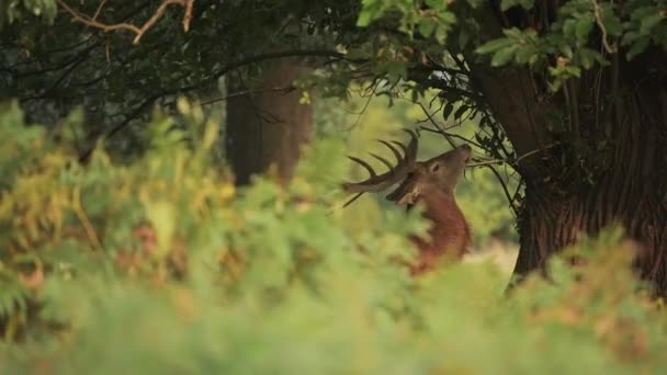 Male Red Deer Stag Cervus Elaphus Rubbing Its Head Tree — Vídeo de Stock