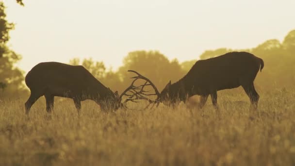Male Red Deer Stag Cervus Elaphus Deer Rut Rutting Clashing — Stockvideo