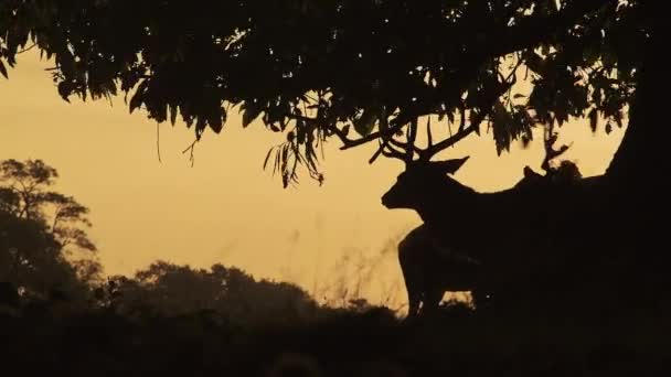 Silhouette Male Red Deer Stag Cervus Elaphus Its Antlers Bright — Stok video
