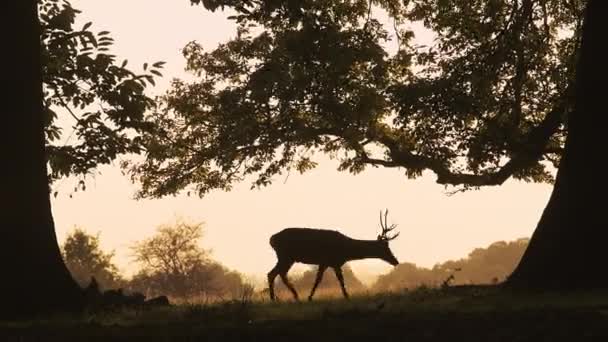Silhouette Male Red Deer Stag Cervus Elaphus Its Antlers Bright — Stockvideo