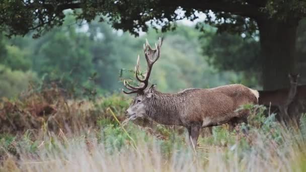 Male Red Deer Stag Cervus Elaphus Deer Rut Sunset Beautiful — Stockvideo