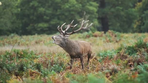 Male Red Deer Stag Cervus Elaphus Deer Rut Beautiful Fern — Stockvideo