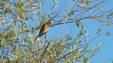 Slow motion of Common Kestrel (falco tinnunculus), British wildlife and birds in Richmond Park at sunset in London, England