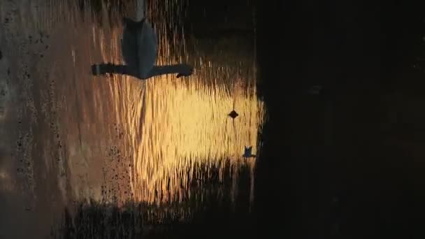 Vertical Wildlife Animal Video Swans Silhouetted Lake Swimming Orange Water — стоковое видео