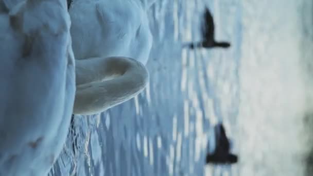 Vertical Wildlife Animal Video Swans Cygnus Cool Blue Winter Lake — 비디오