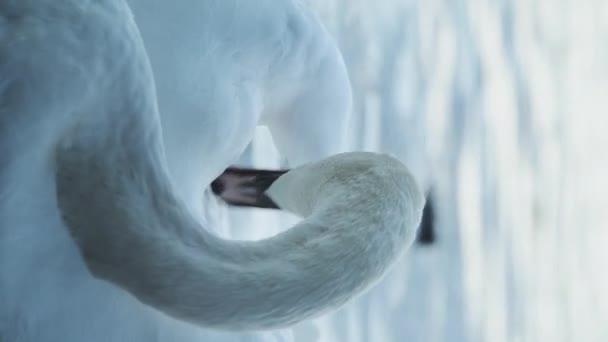 Vertical Wildlife Bird Video Swans Cygnus Lake Swimming Water British — ストック動画