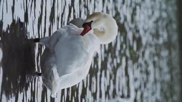 Vertical Wildlife Animal Video Swans Cygnus Lake Swimming Water British — Stockvideo