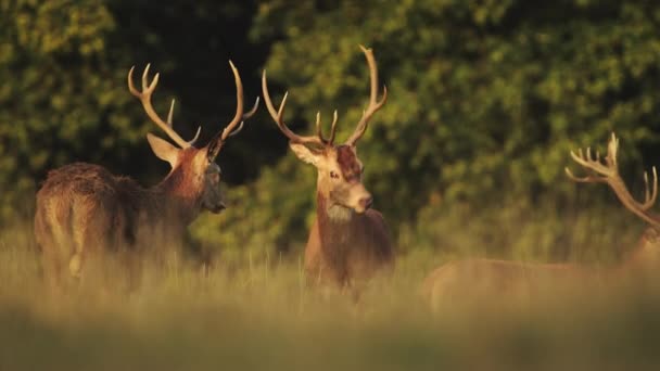 Herd Male Red Deer Stags Cervus Elaphus Deer Rut Sunset — стокове відео