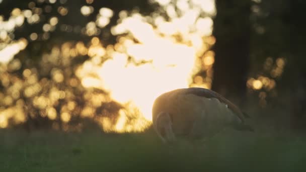 Egyptian Goose Alopochen Aegyptiaca British Wildlife Birds Richmond Park Sunset — Vídeo de Stock