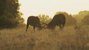 Male Red Deer Stag (cervus elaphus) during deer rut, rutting and clashing antlers and hitting heads at sunset in beautiful golden sun light, British wildlife in England, UK