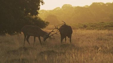 Male Red Deer Stag (cervus elaphus) during deer rut, rutting and clashing antlers and hitting heads at sunset in beautiful golden sun light, British wildlife in England, UK