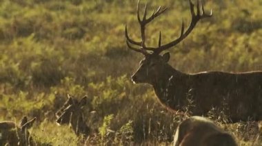 Male Red Deer Stags (cervus elaphus) in the rain during deer rut at sunset in beautiful golden sun light in lush green landscape and scenery, British wildlife in England, UK