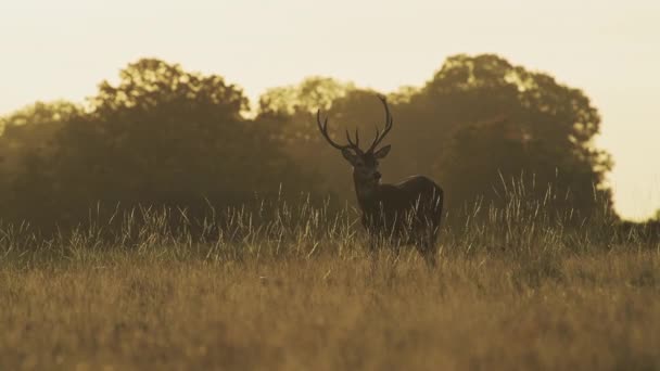 Male Red Deer Stag Cervus Elaphus Deer Rut Sunset Beautiful — ストック動画