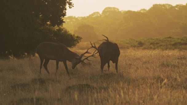 Male Red Deer Stag Cervus Elaphus Deer Rut Rutting Clashing — Stock video