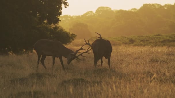 Male Red Deer Stag Cervus Elaphus Deer Rut Rutting Clashing — 图库视频影像