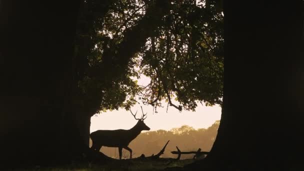 Silhouette Male Red Deer Stag Cervus Elaphus Its Antlers Bright — Stock video