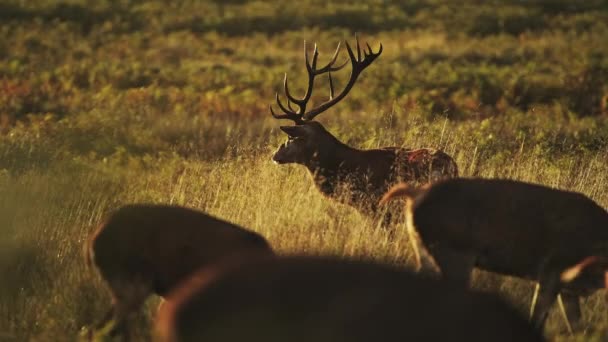 Male Red Deer Stags Cervus Elaphus Rain Deer Rut Sunset — Stock videók