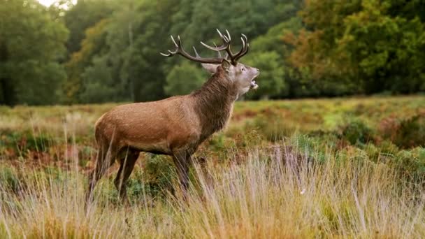 Male Red Deer Stag Cervus Elaphus Deer Rut Beautiful Fern — Αρχείο Βίντεο