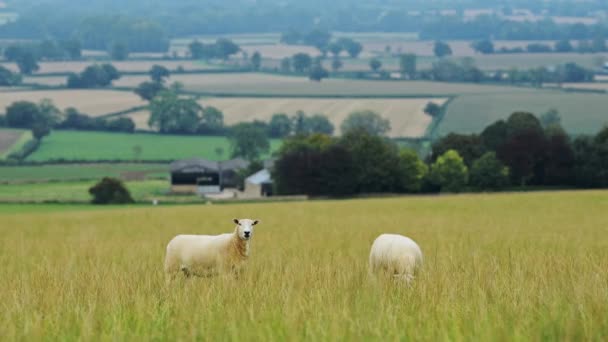 Sheep Farming Farm Flock Sheep Grazing Eating Grass Field Rural — kuvapankkivideo