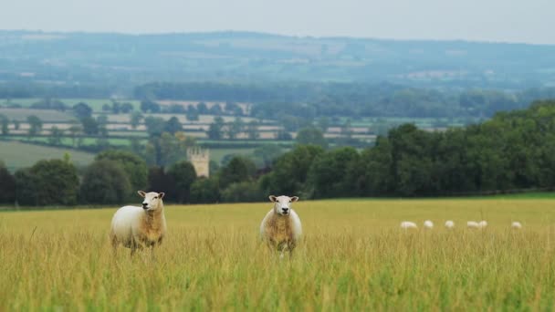 Sheep Farming Farm Flock Sheep Grazing Eating Grass Field Rural — Vídeos de Stock