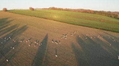 Aerial drone video of Sheep in fields on a farm in rural countryside farmland scenery, with green fields and autumn trees in English landscape in The Cotswolds at sunrise, Gloucestershire, England, UK