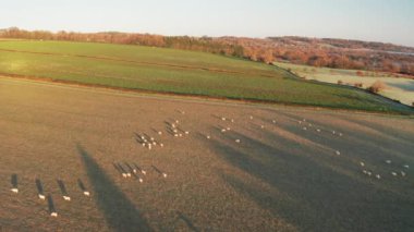 Aerial drone video of Sheep in fields on a farm in rural countryside farmland scenery, with green fields and autumn trees in English landscape in The Cotswolds at sunrise, Gloucestershire, England, UK