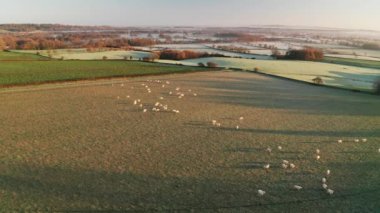 Aerial drone video of Sheep in fields on a farm in rural countryside farmland scenery, with green fields and autumn trees in English landscape in The Cotswolds at sunrise, Gloucestershire, England, UK
