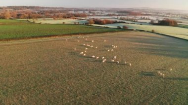 Aerial drone video of Sheep in fields on a farm in rural countryside farmland scenery, with green fields and autumn trees in English landscape in The Cotswolds at sunrise, Gloucestershire, England, UK