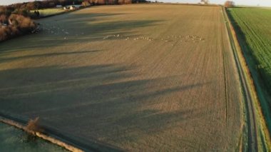 Aerial drone video of Sheep in fields on a farm in rural countryside farmland scenery, with green fields and autumn trees in English landscape in The Cotswolds at sunrise, Gloucestershire, England, UK