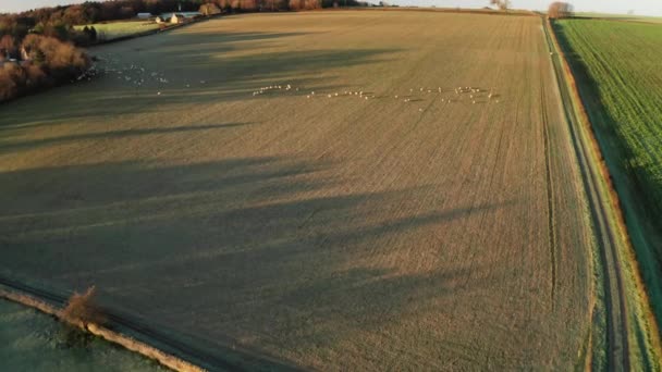 Aerial Drone Video Sheep Fields Farm Rural Countryside Farmland Scenery — Vídeos de Stock